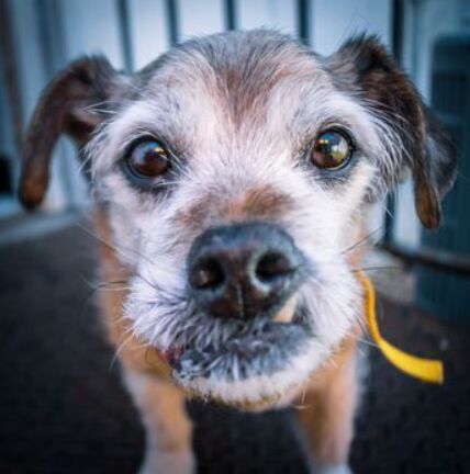 The Importance of Regular Vet Checkups for Your Dog image